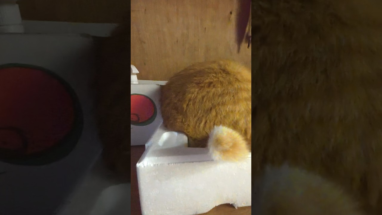 なかにわ荘の優しい夜 #猫 #ねこ #なかにわ荘 #かわいい