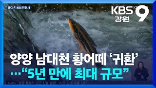 양양 남대천 황어떼 ‘귀환’…“5년 만에 최대 규모” / KBS  2026.04.17.