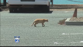 Critics call new rule to deal with Hawaii&#39;s feral cat population inhumane