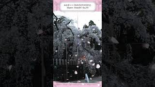 Download lagu 【この曲のココが良い】エルガー:ため息(ソスピリ) #桜 #しだれ桜 mp3 Download lagu 【この曲のココが良い】エルガー:ため息(ソスピリ) #桜 #しだれ桜 mp3