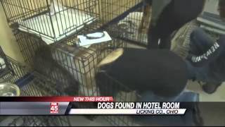 Amish Breeder Faces Neglect Charges After Dogs Found in Hotel