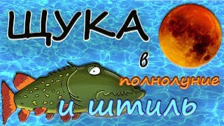 Клюет ли в полнолуние щука