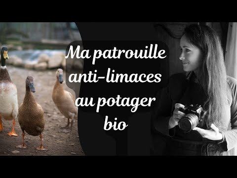 , title : 'Ma patrouille "anti-limaces" de canards coureur indien'