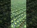 Beautiful Cabbage Farm Vegetables Satisfying Video Satisfying Short Agriculture