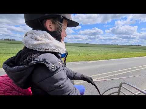 Stal Okkema's Fimme - Mewes x Fede - gelding - 2017