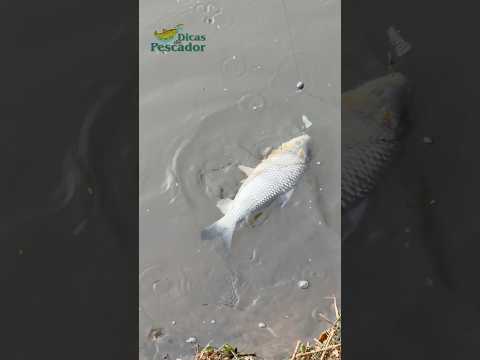 Pesca de Piauçu Rio Piracicaba