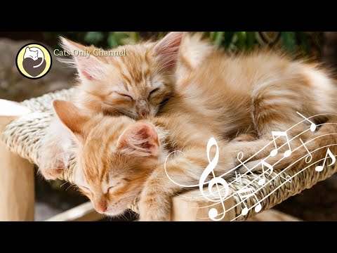 Cat Purring and 528Hz Healing Music - Deep Relaxation, Sleep Music, Stress Relief