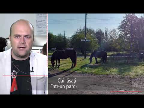 Stiri Mediafax 27 Septembrie - Cai lăsați la păscut, într-un parc din Timișoara