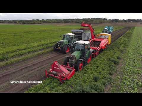 Fendt 920, 712, 415 Vario TMS im Einsatz beim Möhren roden