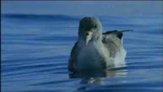 impressions from DEEP BLUE / BBC Movie - new scoring by Simone Gruber