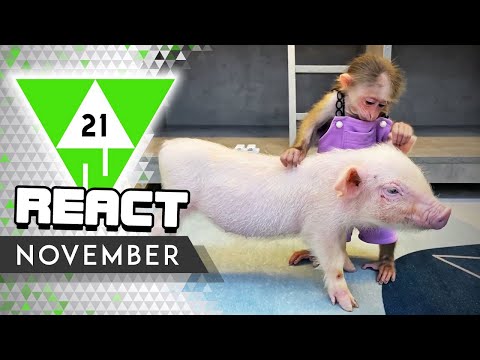 React: Win Compilation November 2021 Edition