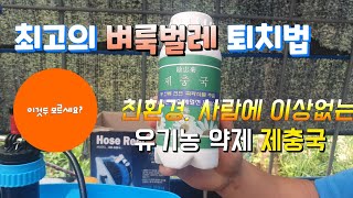 벼룩벌레 퇴치 | 김장배추벌레퇴치법 | 제충국 | 친환경약재 | 유기농약재 | 배추벌레퇴치 | 배추무 잘 키…