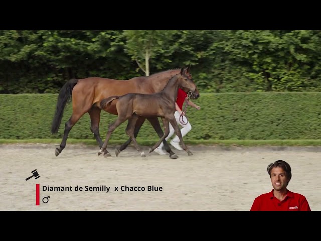 Duc de Diamant Z