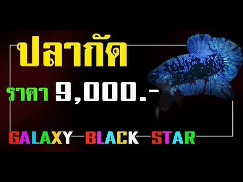 download lagu mp3 mp4 Galaxy Black Star, download mp3 Galaxy Black Star free downloadn, video klip Galaxy Black Star