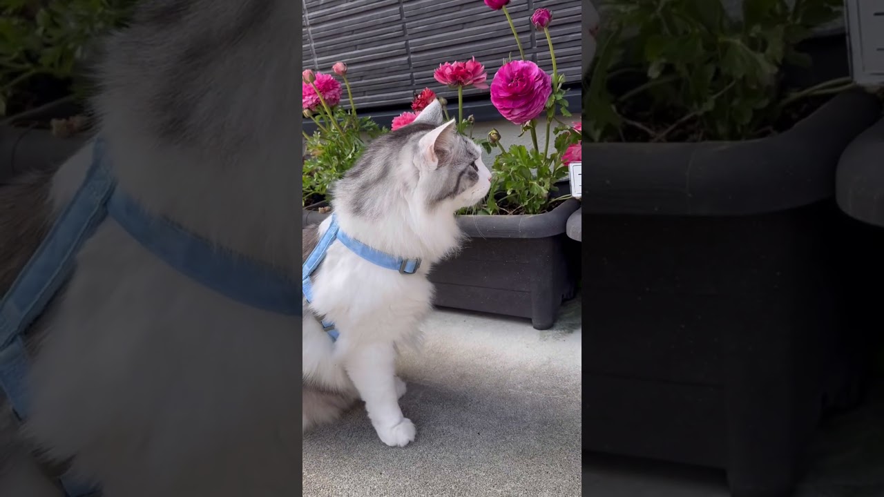 さんぽの練習   #ねこのいる暮らし  #ねこ動画  #ねこのいる生活