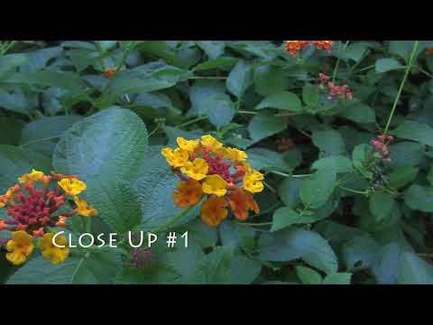 MCJ 115 MW: Allergy Free Demonstration Garden | B-Roll | Neida Rivera