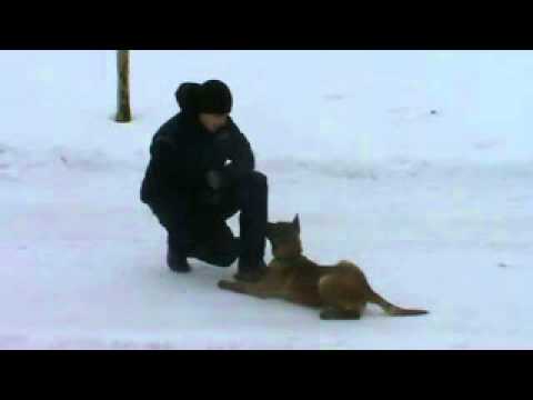 Herro pod Cvilínem - obedience - 5 months