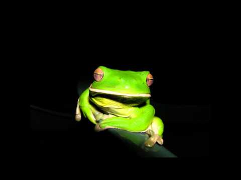 Cari Lekebusch - Boiling the frog
