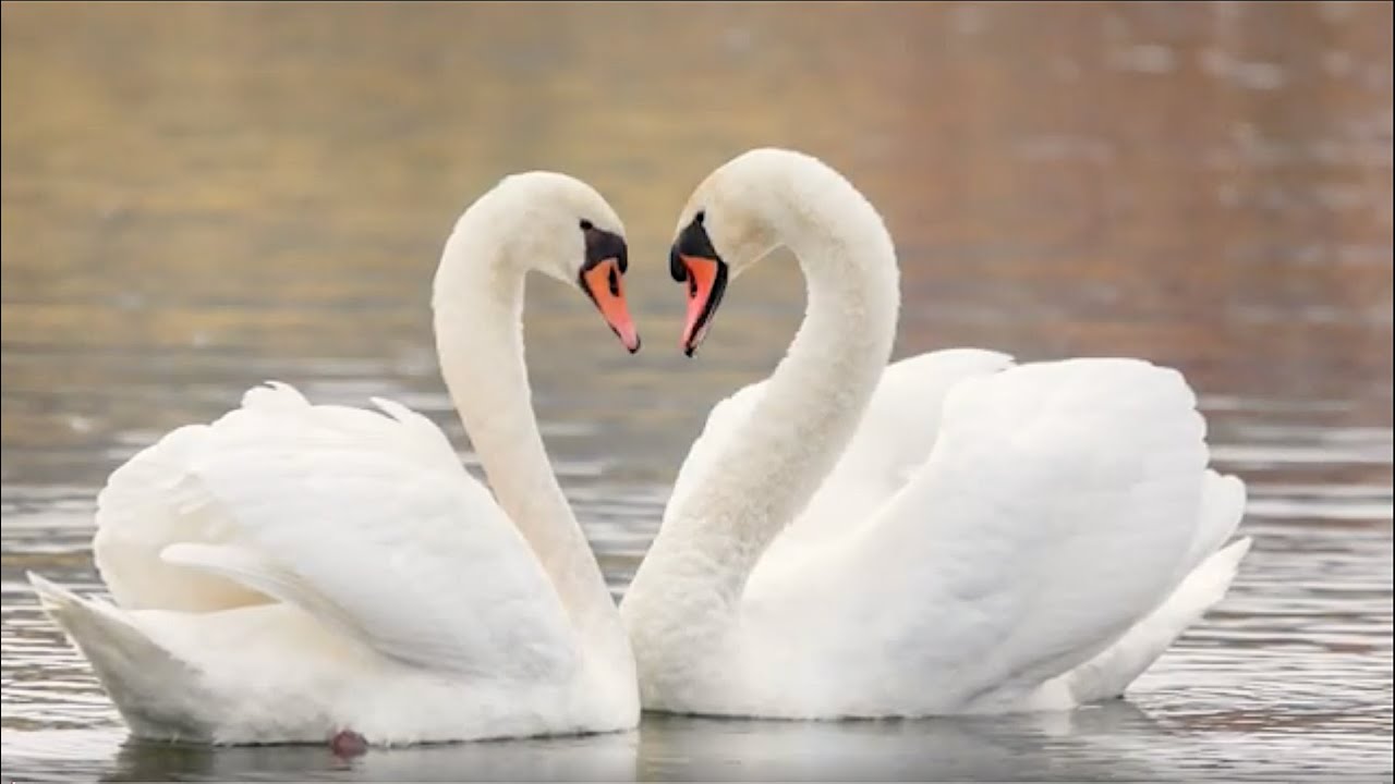 Romantic Instrumental Music: Instrumental Mix and Beautiful Pictures