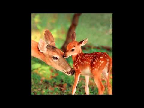 Raziye Seytablayeva - Anam