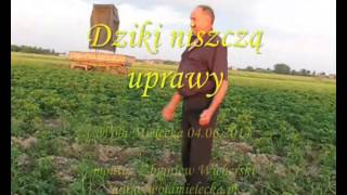 preview picture of video 'Dziki niszczą uprawy ziemniaków, Wola Mielecka 04 06 2014'