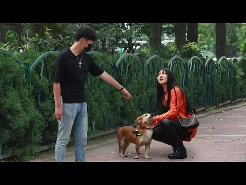 當寵物狗被主人當街遺棄，路人：跟我走吧，這狗不能沒人管！