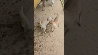 Video preview image #1 Labrador Retriever-Unknown Mix Puppy For Sale in Virginia Beach, VA, USA