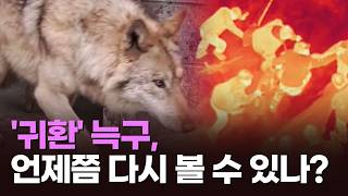 '귀환' 늑구, 언제쯤 다시 볼 수 있나? [뉴스현장]