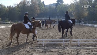 Comment le club d'équitation et d'attelage Zeitz Bergisdorf dans le Burgenland maintient le sport équestre même dans les moments difficiles.
