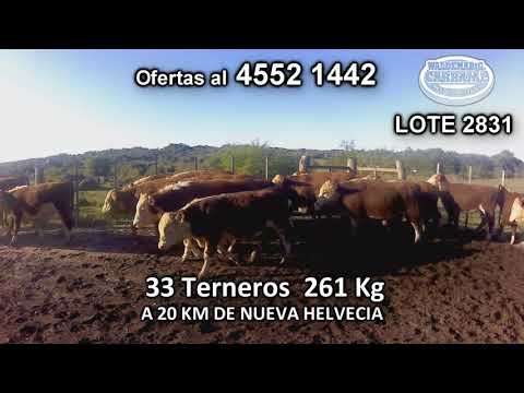 Lote 33 Terneros 31 POLL HE- 1 HE c/ AA- 1 HE 261 Kgkg -  en Cufre- A 20 Km de Nueva Helvecia