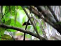 Red Capped Manakin Mating Dance
