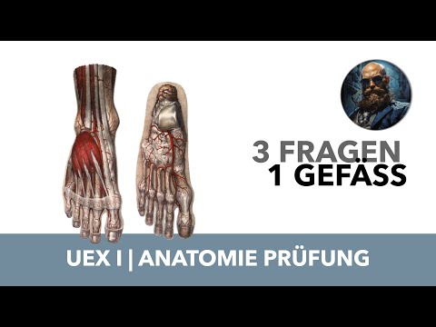 3 Fragen 1 Gefäß Untere Extremität 1 | Anatomie Prüfung