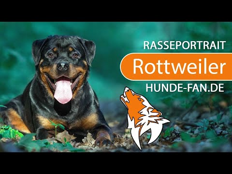 ► Rottweiler [2019] Rasse, Aussehen & Charakter