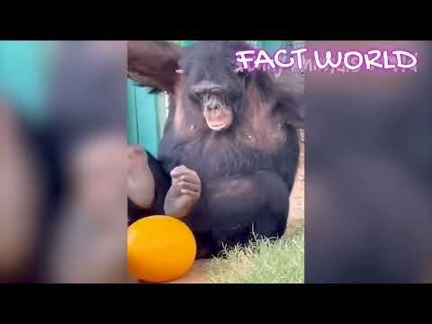 cat amazing funny video 🤣🤣#viral #trending #facts #funnyvideo #long #comedy