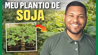 Como fiz meu plantio de soja na prática (passo a passo)