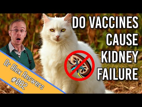 Do Cat Vaccines Cause Kidney Failure? - + how often to vaccinate - Cat Vaccination Side Effects