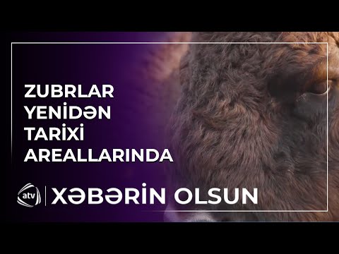 Azərbaycanda zubrların sayı artıb
