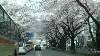 preview picture of video '相模原 桜のトンネル 2010 Cherry blossoms tunnel in Sagamihara'