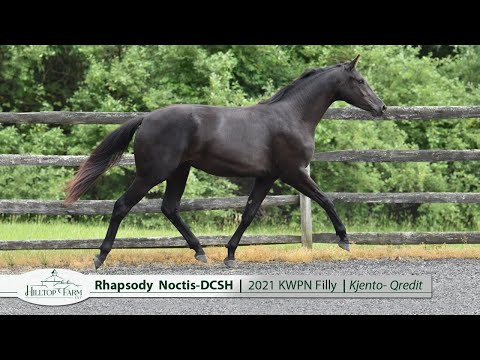 Rhapsody Noctis-DCSH: 2021 KWPN Mare by Kjento