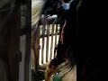 GOAT ABORTION WHAT IS THE CAUSE