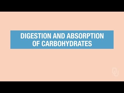 Human Physiology - Carbohydrates Digestion and Absorption
