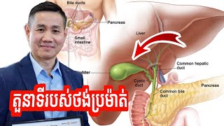 តួនាទីរបស់ថង់ប្រម៉ាត់ | លោក លី ប៉េងតែ