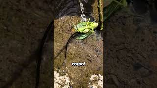 Questo Parassita Ha Paura Dell’Acqua!😨