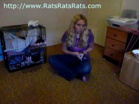 How to Train a Pet Rat to Come When Called