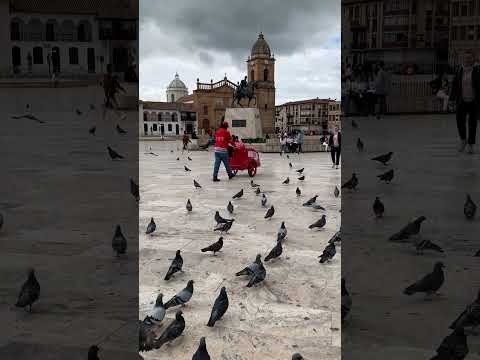 Palomas en la plaza Bolívar de Tunja | Boyacá | Colombia
