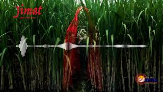 Download lagu JIMAT: Penjaga Kebun Tebu - Kisah Nyata mp3