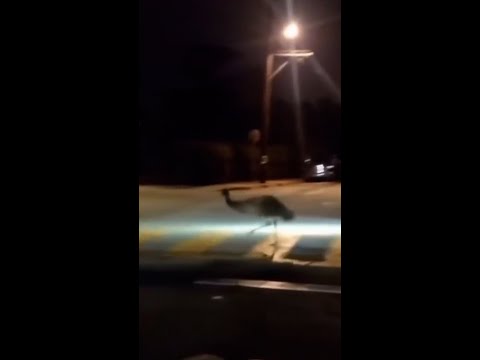 Emu leads police officers on a chase in California