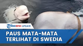 Paus 'Mata-mata' Rusia Hvaldimir Tiba tiba Muncul di Pantai Swedia, Diduga karena Kesepian