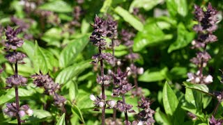 From Farm to You: Basil