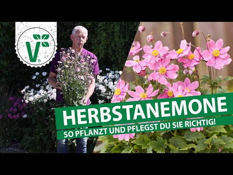 Herbstanemone - So pflanzt und pflegst Du sie richtig!